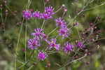 Tall ironweed